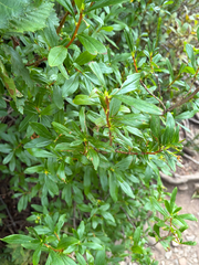 Elliottia pyroliflora, photograph author not stated, no rights reserved