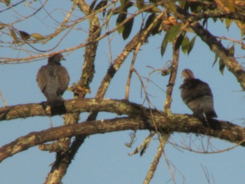 Picazuro Pigeon
