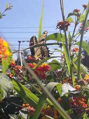 Heraclides thoas