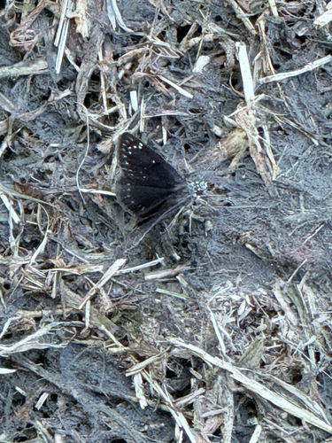 Common Sootywing