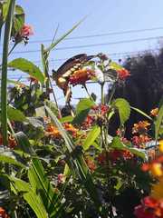 Heraclides thoas