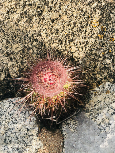 Melocactus ernestii ernestii