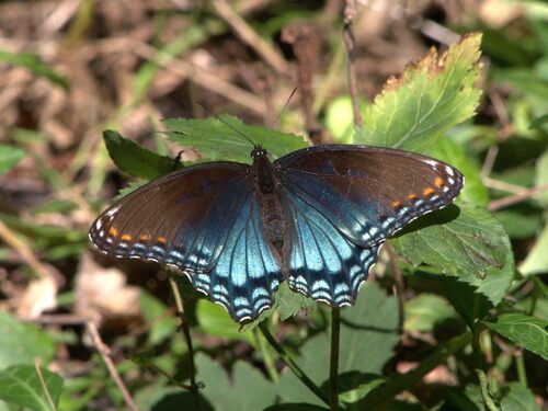 Red-spotted Admiral