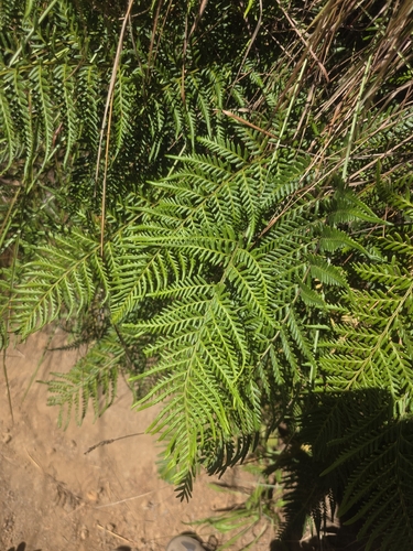 Pityrogramma austroamericana observed 2026-08-22