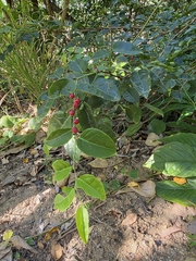 Phyllanthus cernuus, photograph Shelomi Doyle, CC BY, iNaturalist via GBIF