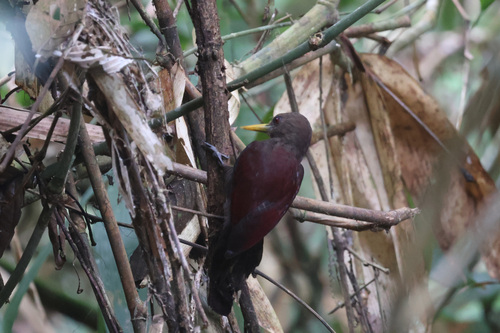 Blythipicus rubiginosus observed 2026-08-14
