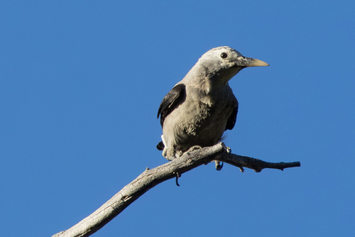 iNaturalist observation photo of Clark's Nutcracker