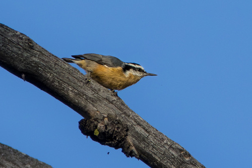 iNaturalist observation photo of Red-breasted Nuthatch