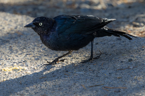 iNaturalist observation photo of Brewer's Blackbird