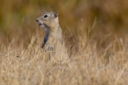 Belding's Ground Squirrel observed by toumik