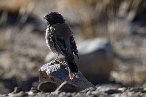 iNaturalist observation photo of Dark-eyed Junco