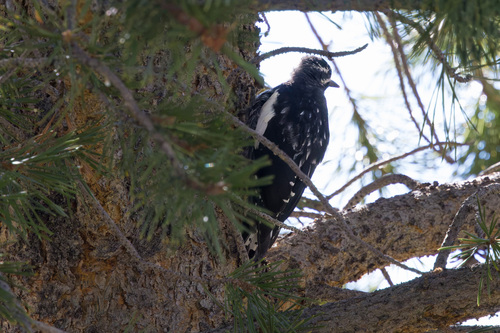 iNaturalist observation photo of Williamson's Sapsucker