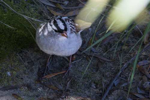 iNaturalist observation photo of White-crowned Sparrow
