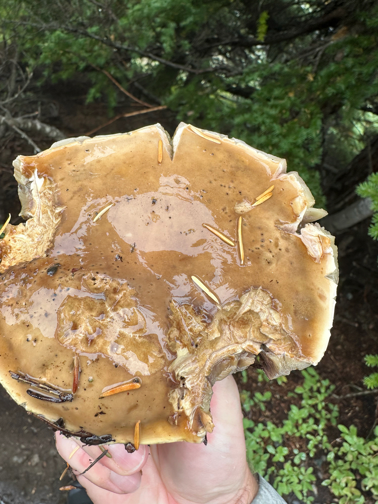 King Bolete · August 2026 · photo: Photo: no rights reserved · iNaturalist