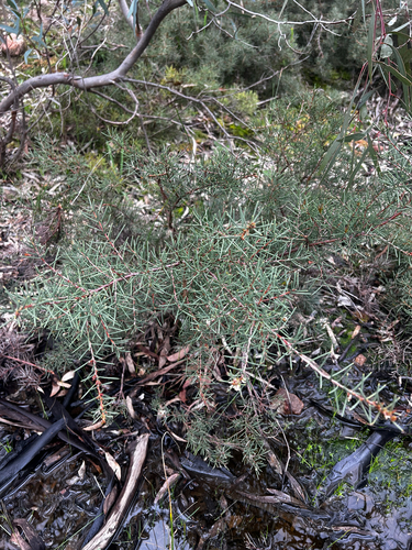 Hakea rugosa, photograph 6