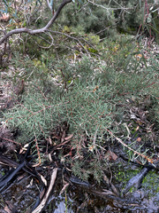 Hakea rugosa, photograph (c) Alex Stuart, some rights reserved (CC BY)