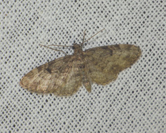 Eupithecia tantillaria