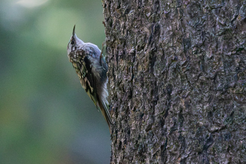 iNaturalist observation photo of Brown Creeper
