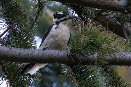 iNaturalist observation photo of Hairy Woodpecker