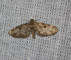 Eupithecia tantillaria