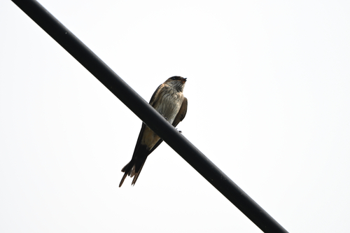 Eastern Red-rumped Swallow