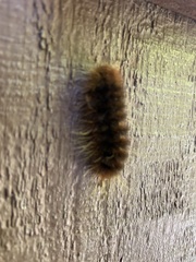 Pseudohemihyalea edwardsii