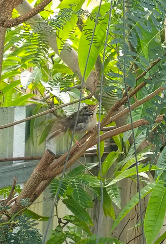Common Tailorbird