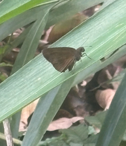 Ancistroides nigrita