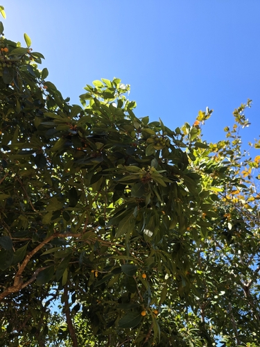Pittosporum tinifolium