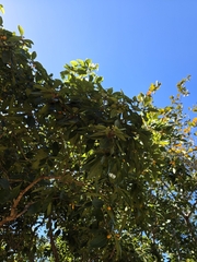 Pittosporum tinifolium