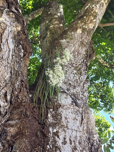 Dendrobium teretifolium, photograph 6