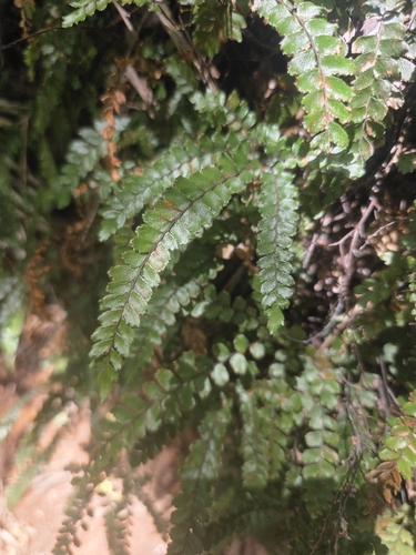 Adiantum hispidulum, 2026-08-22