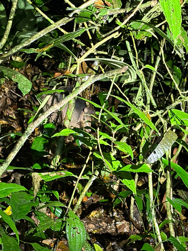 Southern Long-nosed Armadillo observed by chrisz52
