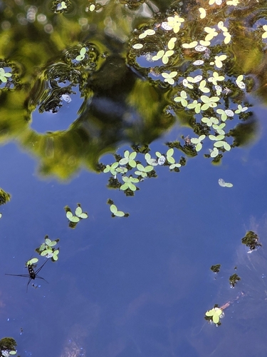 Lemna aequinoctialis, photograph 3