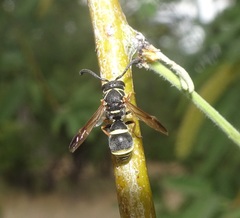 Stenodynerus ochrogonius