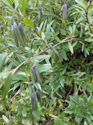 Australian Bluebell