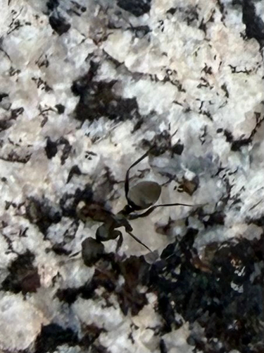 iNaturalist observation photo of Formicine Ants