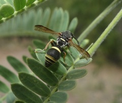 Stenodynerus ochrogonius