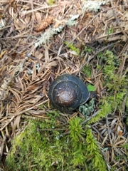 Monadenia infumata callidina