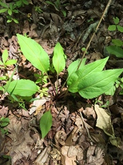 Solidago arguta boottii