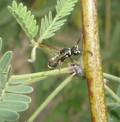 Stenodynerus ochrogonius