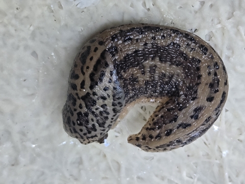 Leopard Slug
