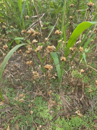 Elephantopus mollis observed 2026-08-22