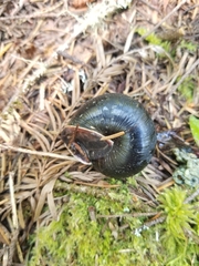 Monadenia infumata callidina