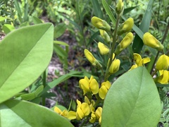 Baptisia cinerea