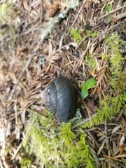 Monadenia infumata callidina