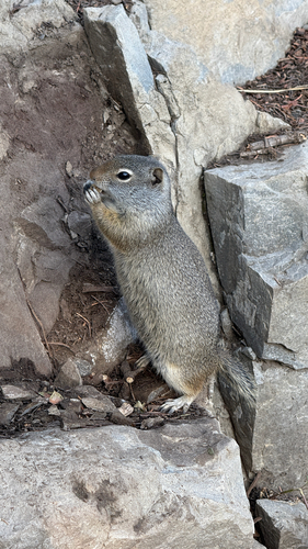 Uinta Ground Squirrel observed by apeairs