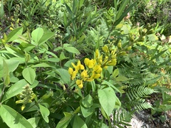 Baptisia cinerea