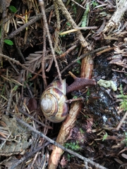 Monadenia infumata callidina