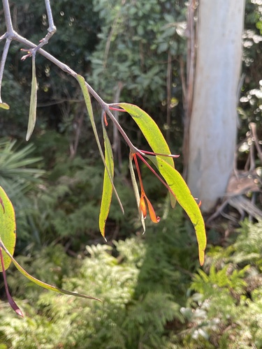 creeping mistletoe